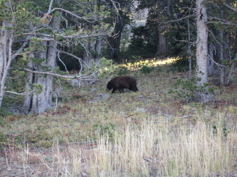 Black bear, Yellowstone