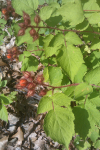 Wineberries