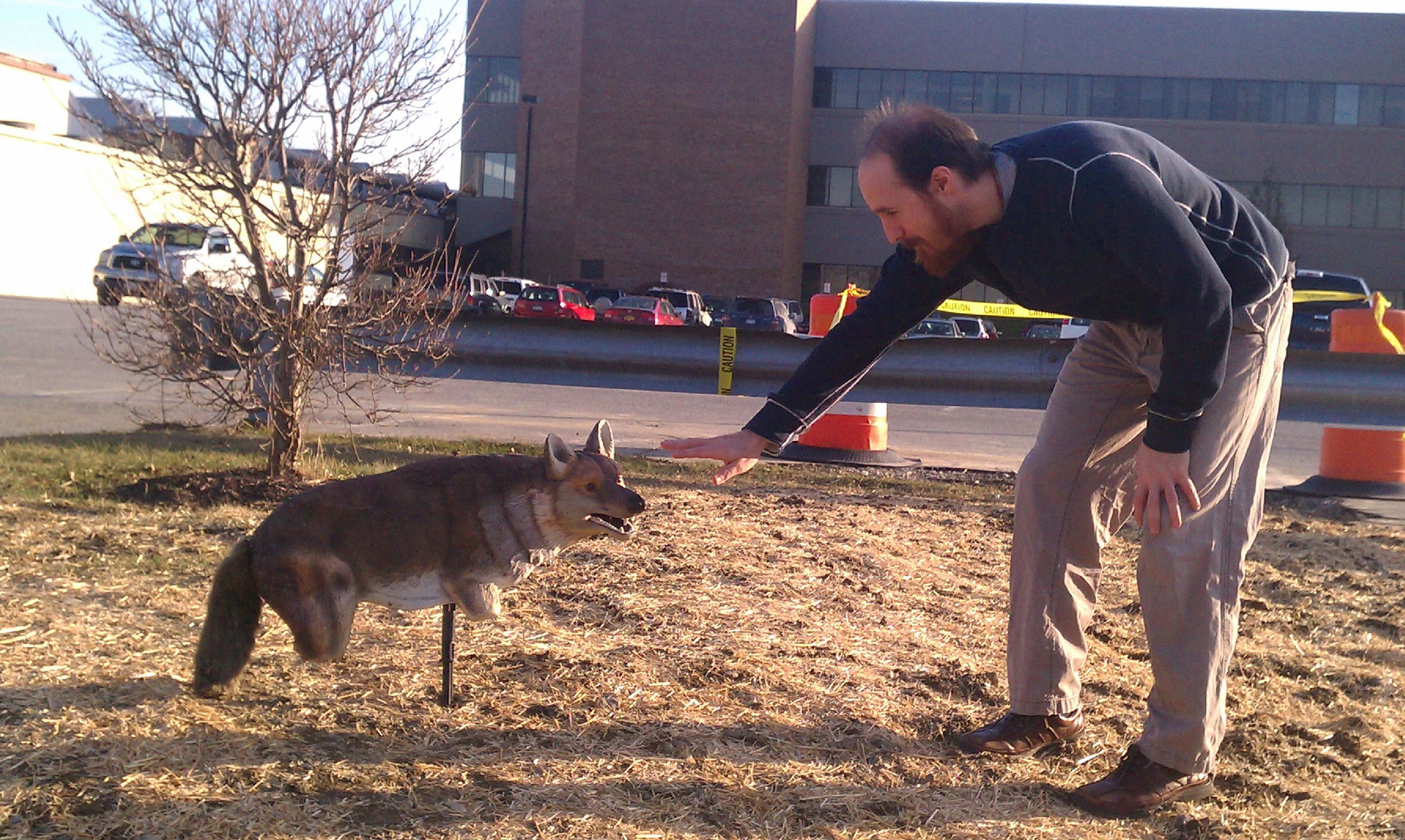 Man reaching toward a realistic coyote decoy statue in a parking lot at IBM Poughkeepsie