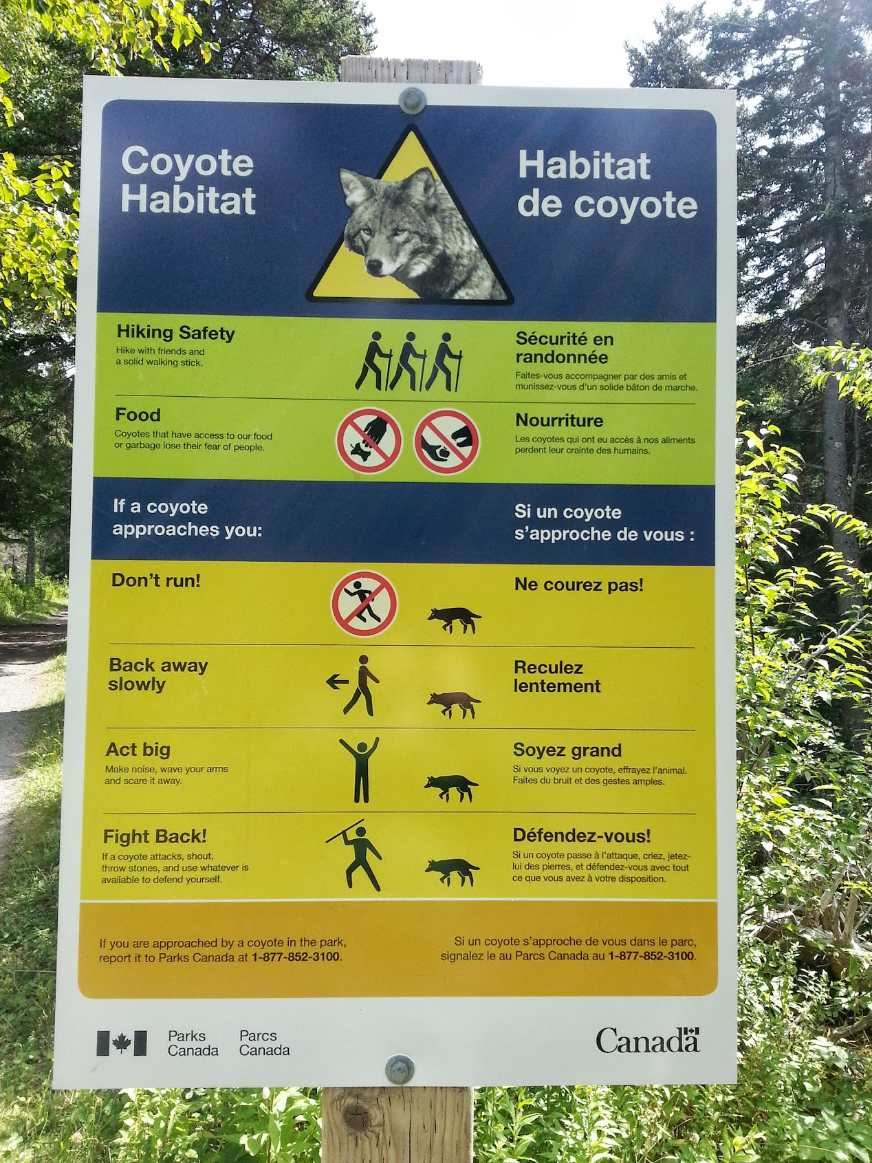 Parks Canada bilingual coyote habitat safety sign with instructions: hike with friends, don't feed coyotes, and if approached — don't run, back away slowly, act big, fight back