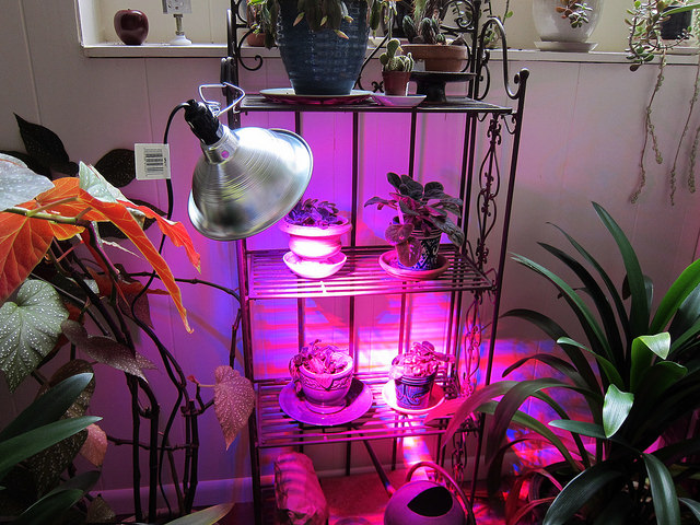 LED grow lights on African violets